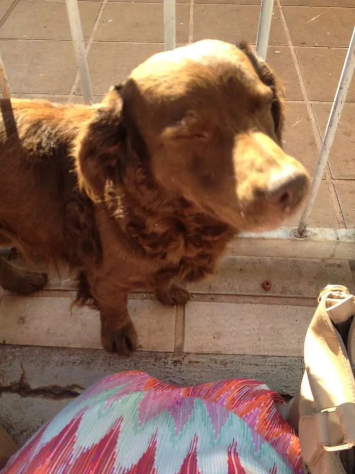 Cachorro ra a SRD idade 3 anos nome Rex e Branca