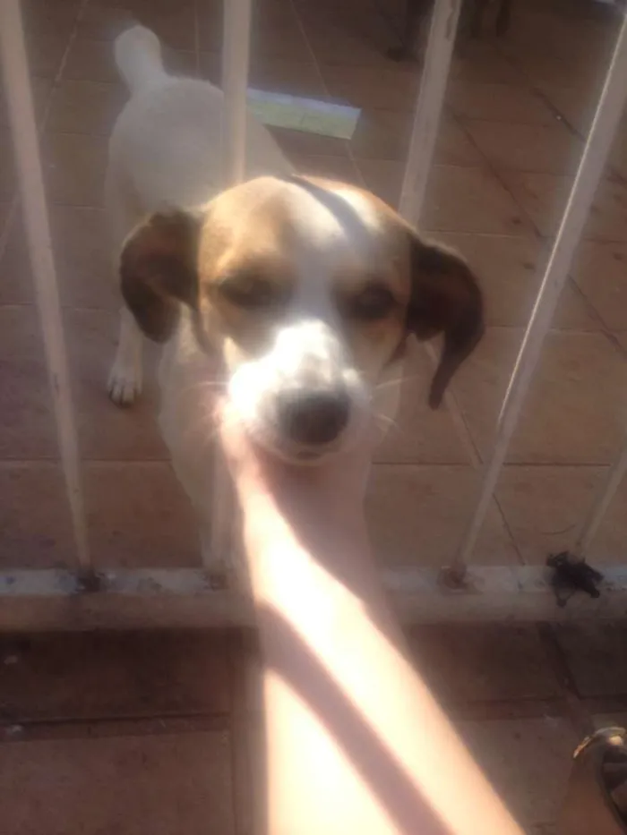 Cachorro ra a SRD idade 3 anos nome Rex e Branca
