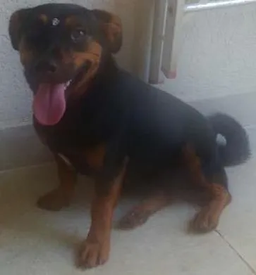 Cachorro ra a vira lata idade 5 anos nome SEM NOME