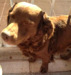 Cachorro raça SRD idade 3 anos nome Rex e Branca