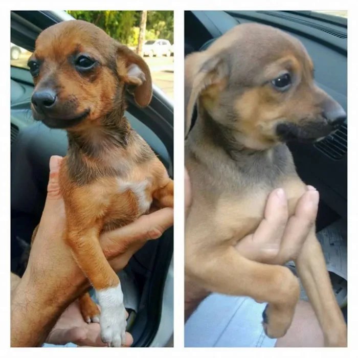 Cachorro ra a Pinscher idade  nome cristal