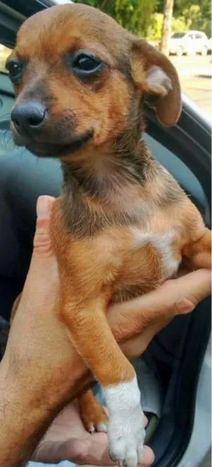 Cachorro raça Pinscher idade  nome cristal