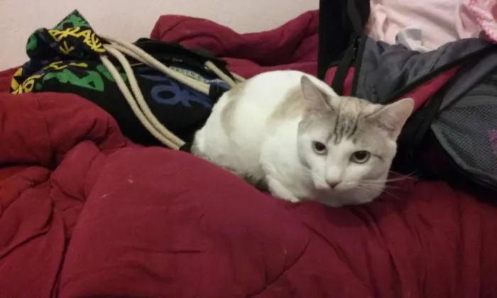 Gato ra a  idade 1 ano nome Casper e Lucky