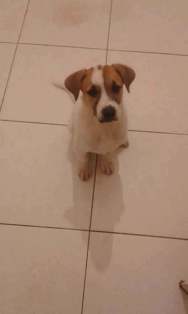Cachorro ra a Srd idade 2 a 6 meses nome Binho