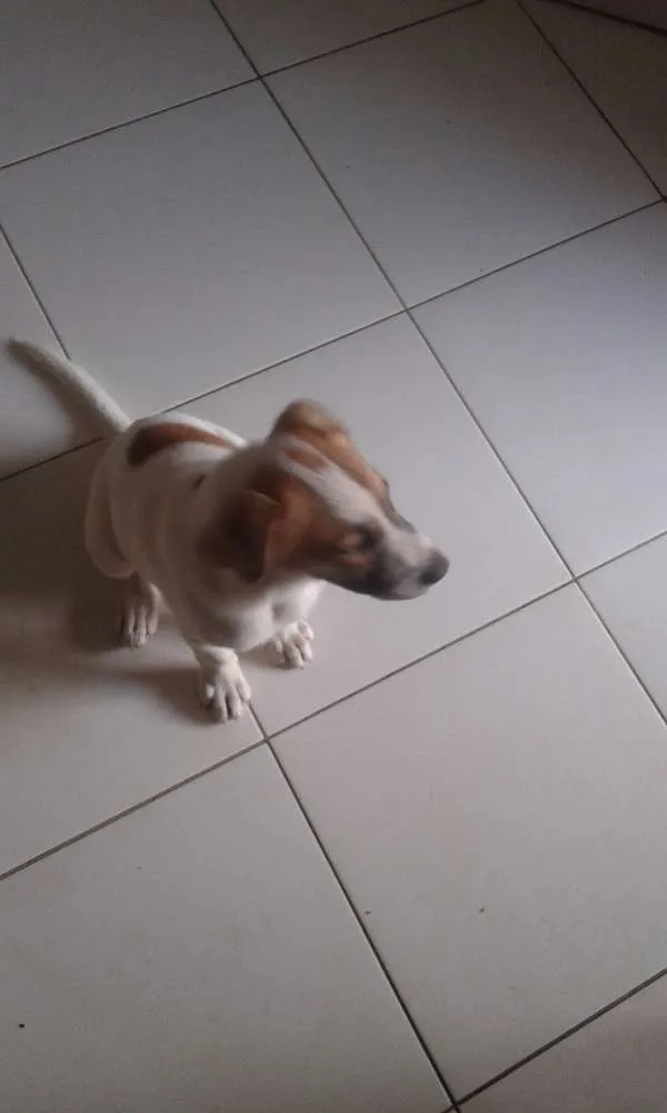 Cachorro ra a Srd idade 2 a 6 meses nome Binho