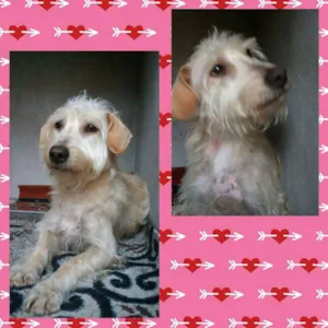 Cachorro raça SRD idade 7 a 11 meses nome Pérola