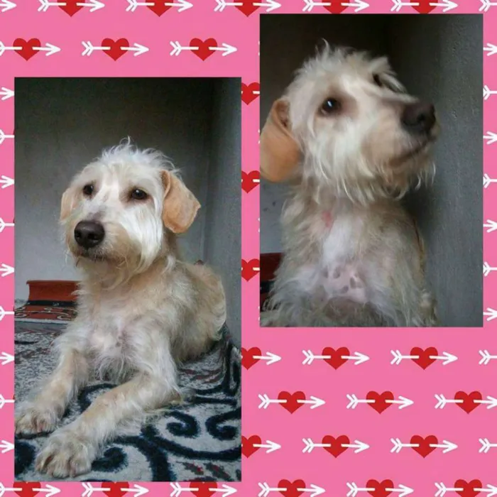 Cachorro ra a SRD idade 7 a 11 meses nome Pérola