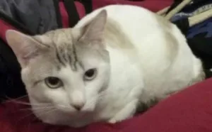 Gato raça  idade 1 ano nome Casper e Lucky