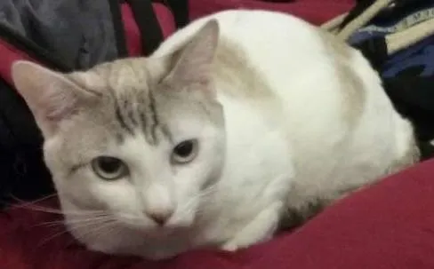 Gato ra a  idade 1 ano nome Casper e Lucky