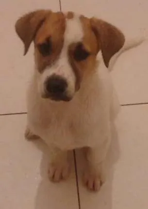 Cachorro ra a Srd idade 2 a 6 meses nome Binho