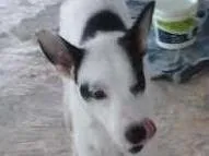 Cachorro raça vira lata idade 1 ano nome BOB