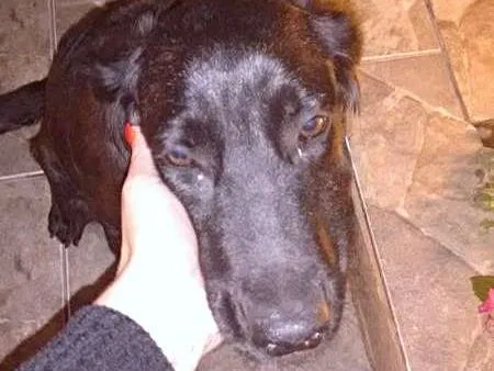 Cachorro raça viralata idade 2 anos nome Pretinha