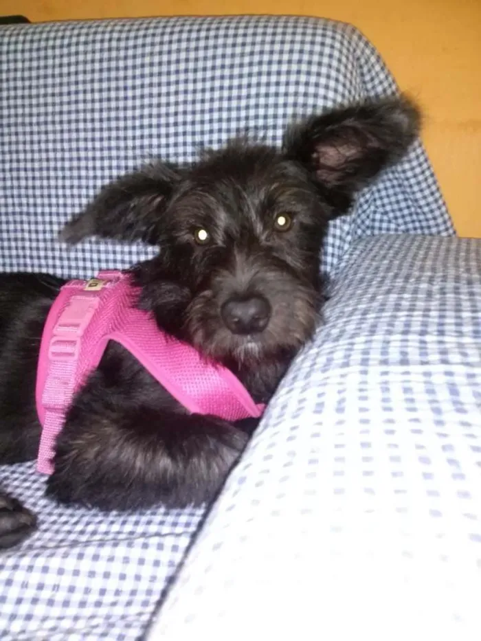 Cachorro ra a Terrier idade 7 a 11 meses nome Vivi