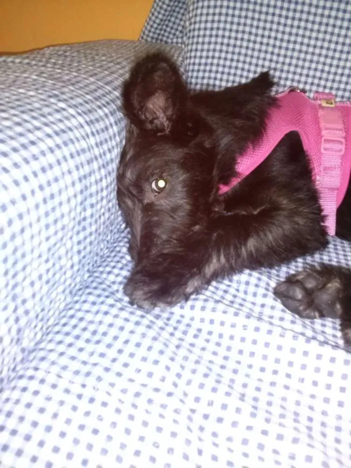 Cachorro ra a Terrier idade 7 a 11 meses nome Vivi