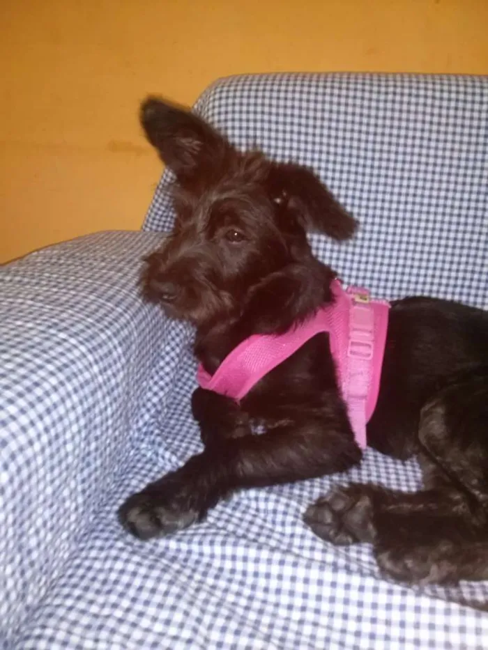 Cachorro ra a Terrier idade 7 a 11 meses nome Vivi