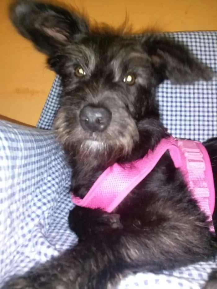 Cachorro ra a Terrier idade 7 a 11 meses nome Vivi