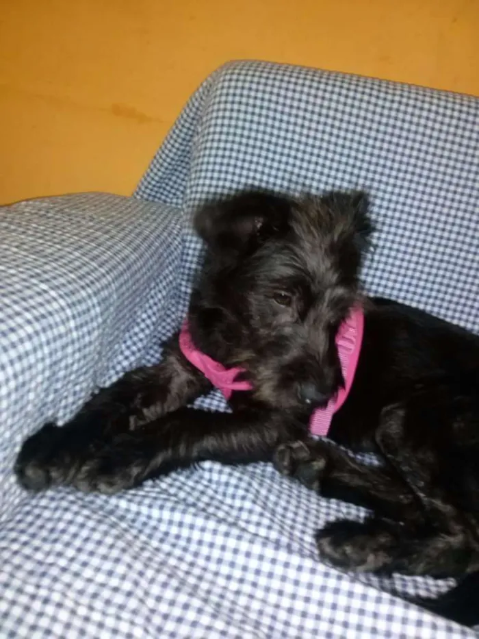 Cachorro ra a Terrier idade 7 a 11 meses nome Vivi