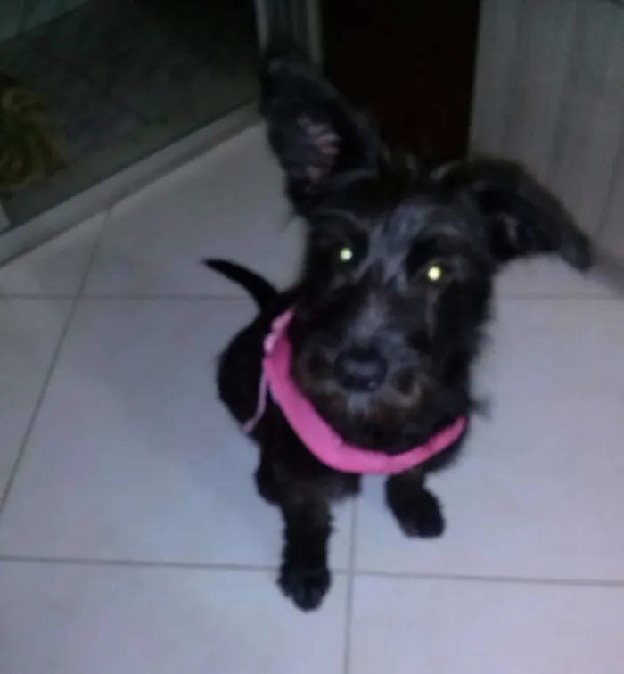 Cachorro ra a Terrier idade 7 a 11 meses nome Vivi