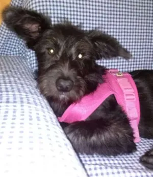 Cachorro raça Terrier idade 7 a 11 meses nome Vivi