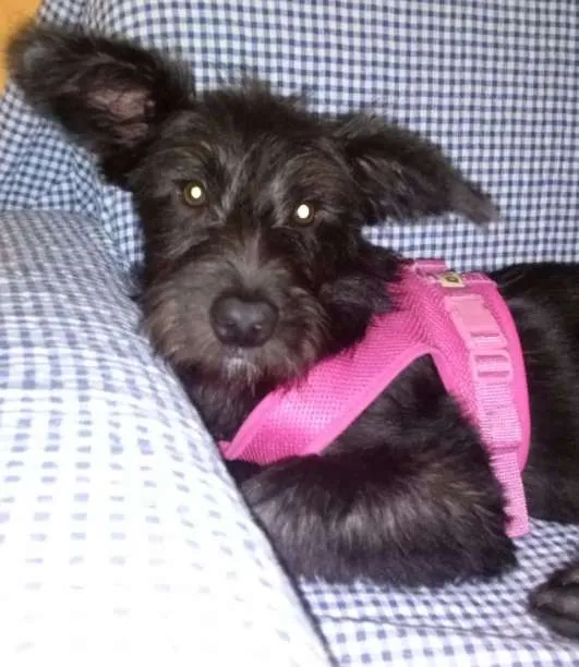 Cachorro ra a Terrier idade 7 a 11 meses nome Vivi
