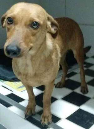 Cachorro raça  idade 1 ano nome sem nome