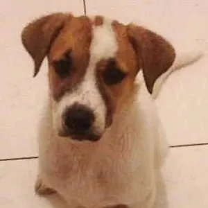 Cachorro raça Srd idade 2 a 6 meses nome Binho
