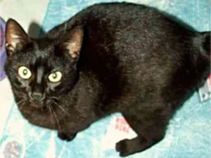 Gato raça  idade 2 a 6 meses nome Preta