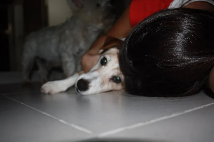 Cachorro ra a Fox Terrier idade 6 ou mais anos nome Kira