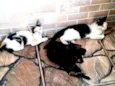 Gatinhos