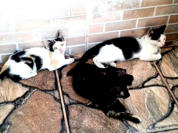 Gato raça SRD idade 2 a 6 meses nome Gatinhos