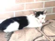 Gatinhos