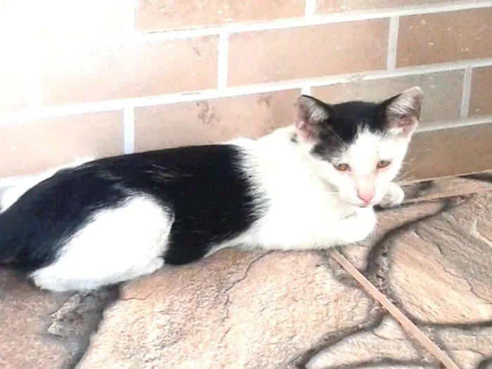 Gato raça SRD idade 2 a 6 meses nome Gatinhos