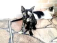 Gatinhos