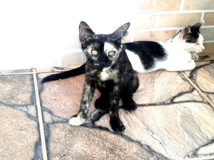 Gato raça SRD idade 2 a 6 meses nome Gatinhos