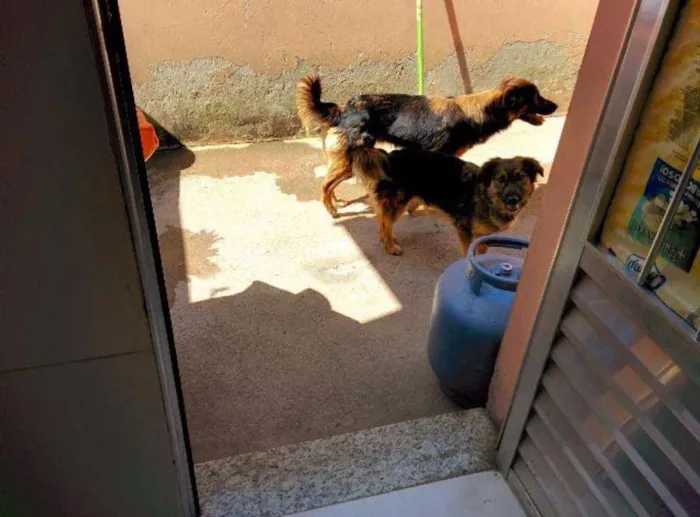 Cachorro ra a indefinida idade 3 anos nome sininho e bela