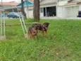 sininho e bela