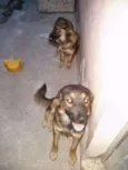 sininho e bela