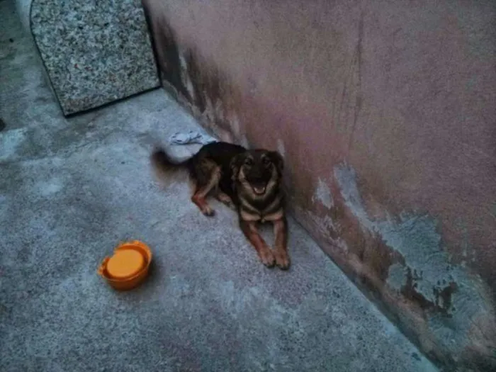 Cachorro ra a indefinida idade 3 anos nome sininho e bela