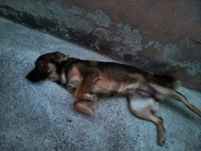 Cachorro ra a indefinida idade 3 anos nome sininho e bela