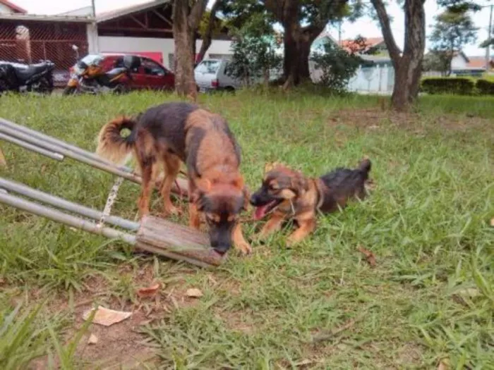 Cachorro ra a indefinida idade 3 anos nome sininho e bela