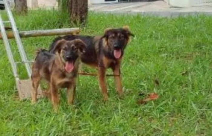 Cachorro ra a indefinida idade 3 anos nome sininho e bela