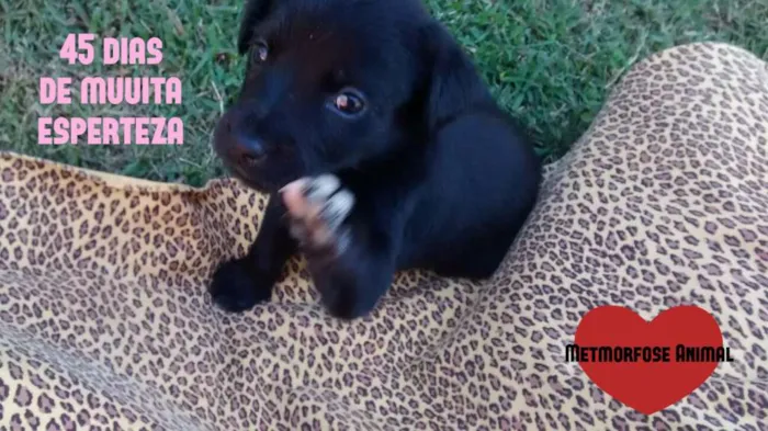Cachorro ra a SRD idade Abaixo de 2 meses nome Luz, Lua, Amor