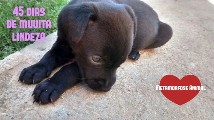 Cachorro ra a SRD idade Abaixo de 2 meses nome Luz, Lua, Amor