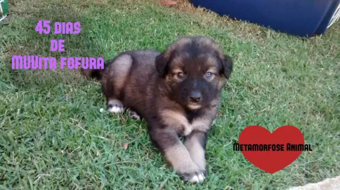 Cachorro ra a SRD idade Abaixo de 2 meses nome Luz, Lua, Amor