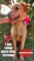 Flor