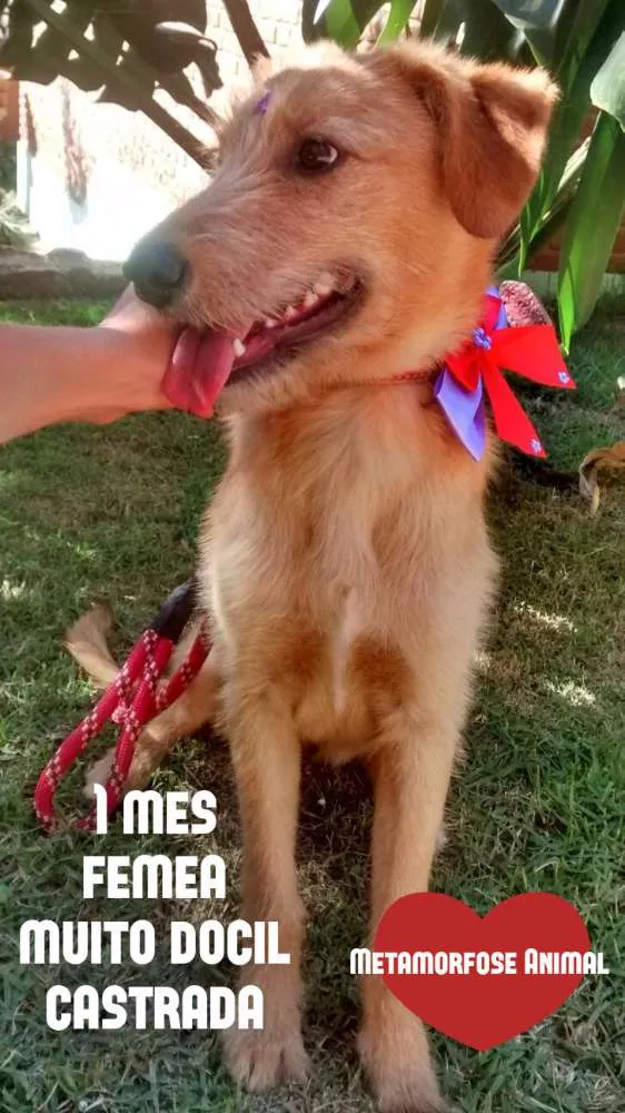 Cachorro ra a SRD idade 2 a 6 meses nome Flor