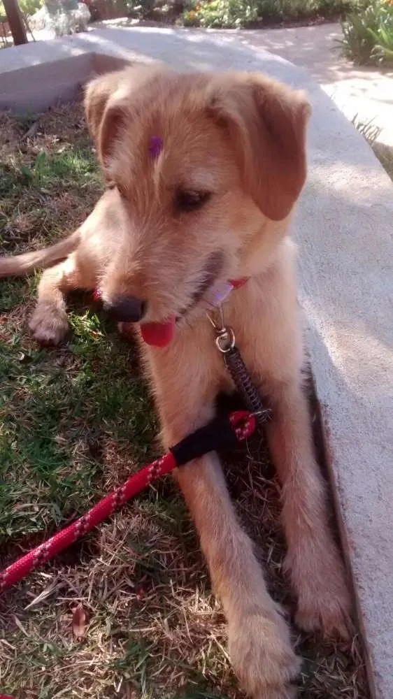 Cachorro ra a SRD idade 2 a 6 meses nome Flor