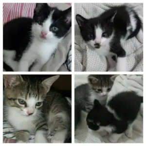 Gato raça indefinida idade Abaixo de 2 meses nome sem nomes