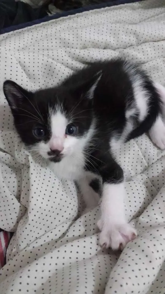 Gato raça indefinida idade Abaixo de 2 meses nome sem nomes