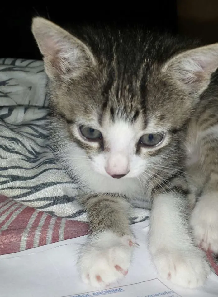Gato raça indefinida idade Abaixo de 2 meses nome sem nomes